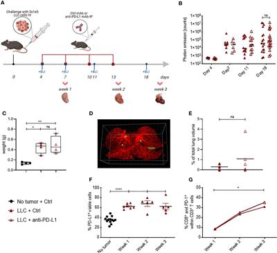 TNF-α-Secreting Lung Tumor-Infiltrated Monocytes Play a Pivotal Role During Anti-PD-L1 Immunotherapy